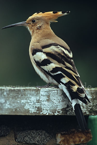 Wiedehopf (Upupa epops)