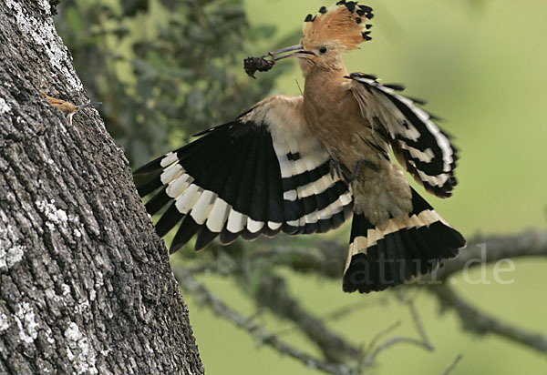 Wiedehopf (Upupa epops)