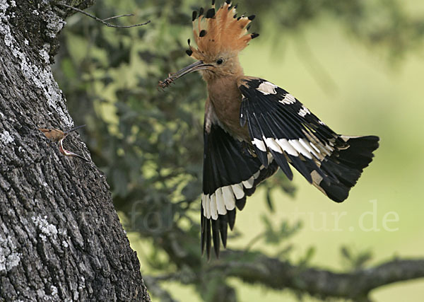 Wiedehopf (Upupa epops)