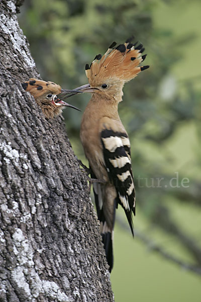 Wiedehopf (Upupa epops)