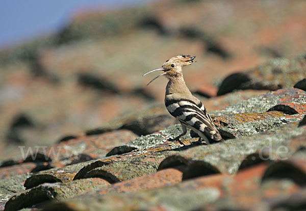 Wiedehopf (Upupa epops)