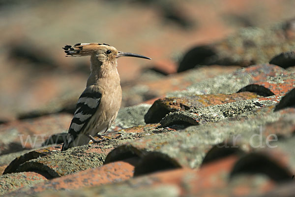 Wiedehopf (Upupa epops)