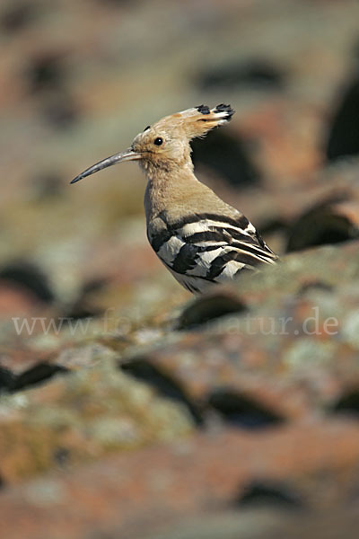 Wiedehopf (Upupa epops)