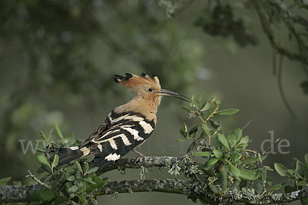 Wiedehopf (Upupa epops)