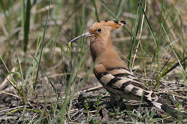 Wiedehopf (Upupa epops)