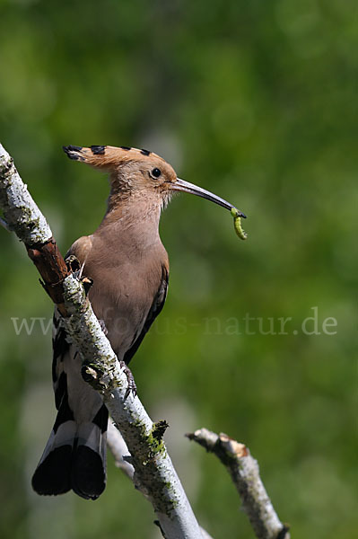 Wiedehopf (Upupa epops)