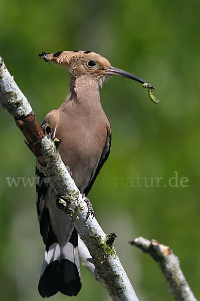 Wiedehopf (Upupa epops)