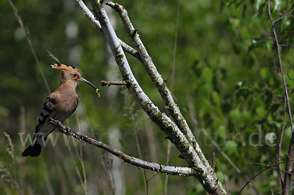 Wiedehopf (Upupa epops)