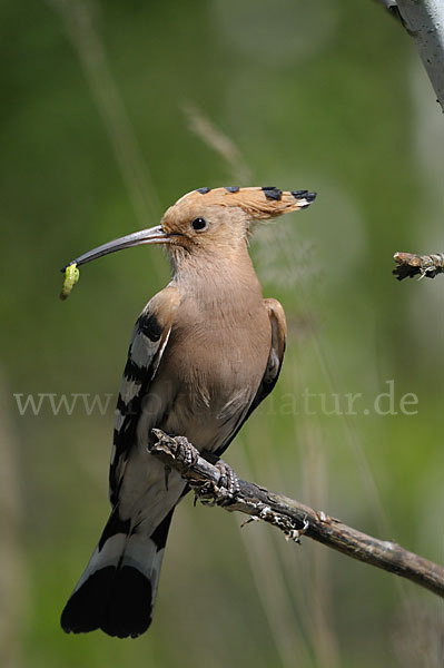 Wiedehopf (Upupa epops)