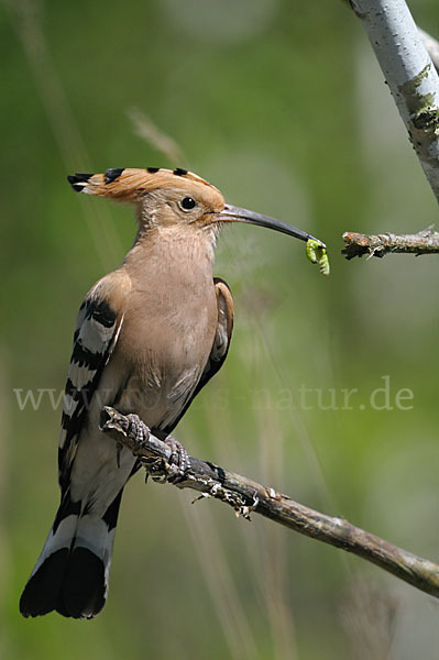 Wiedehopf (Upupa epops)