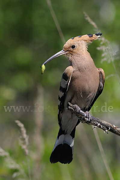 Wiedehopf (Upupa epops)