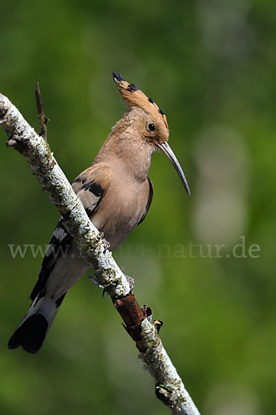 Wiedehopf (Upupa epops)