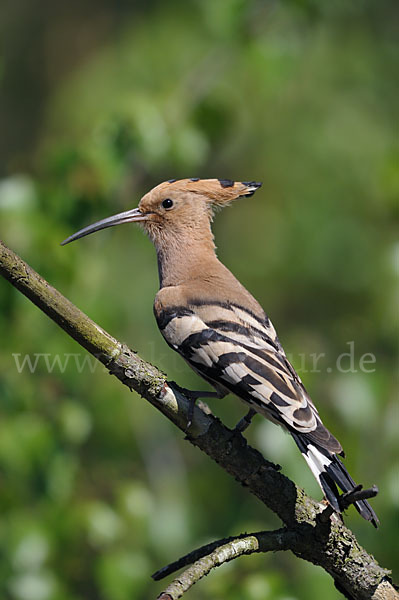 Wiedehopf (Upupa epops)