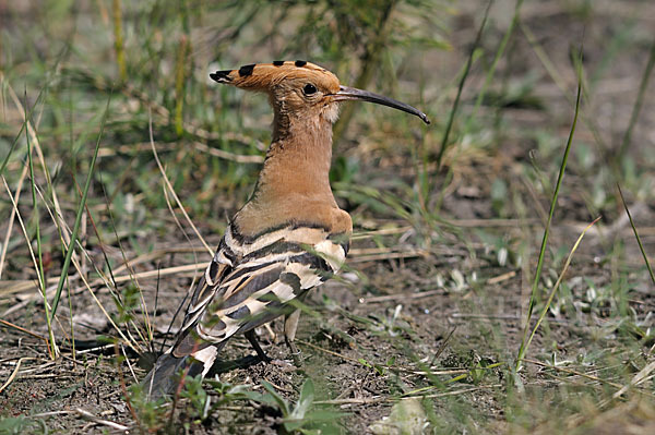 Wiedehopf (Upupa epops)