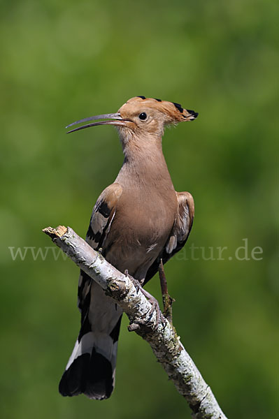 Wiedehopf (Upupa epops)