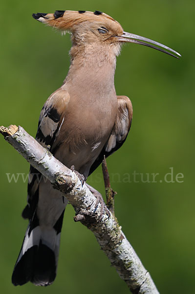 Wiedehopf (Upupa epops)