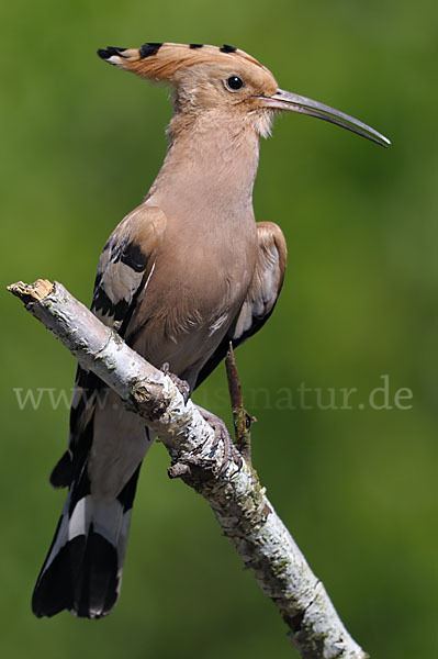 Wiedehopf (Upupa epops)