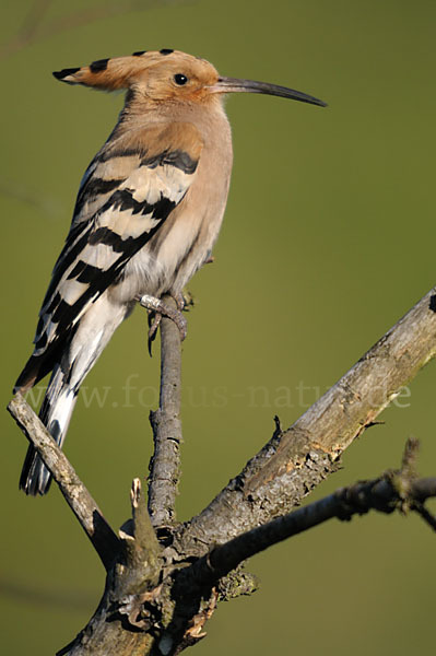 Wiedehopf (Upupa epops)