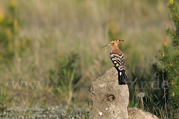 Wiedehopf (Upupa epops)