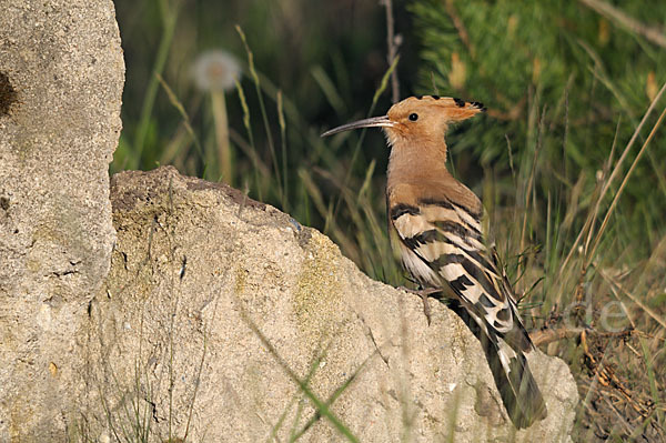 Wiedehopf (Upupa epops)