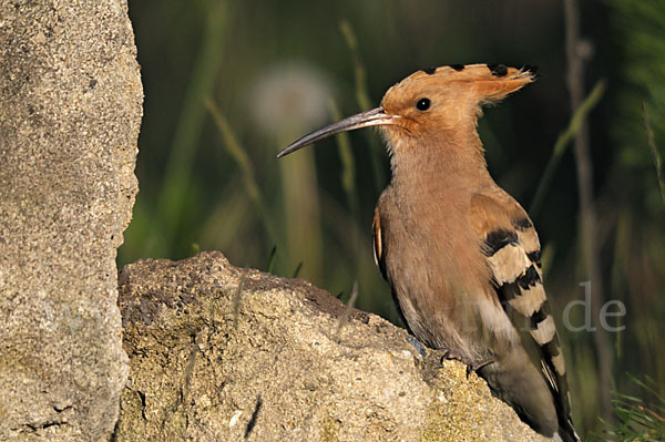 Wiedehopf (Upupa epops)