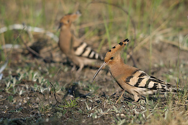 Wiedehopf (Upupa epops)