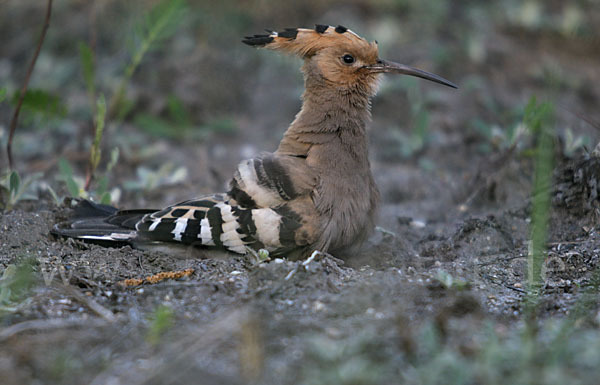 Wiedehopf (Upupa epops)