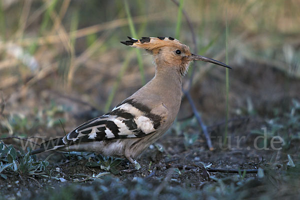 Wiedehopf (Upupa epops)