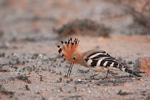 Wiedehopf (Upupa epops)