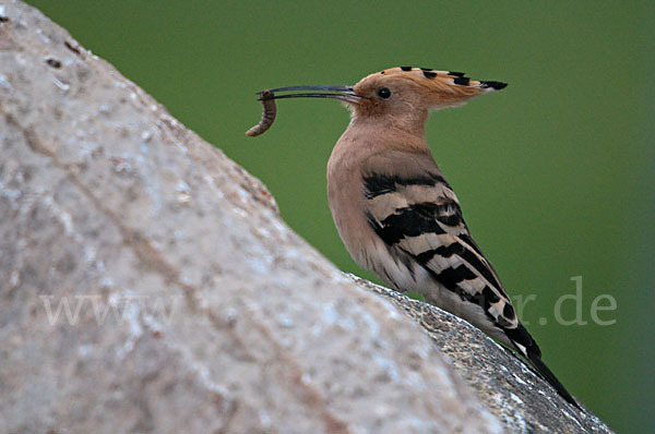 Wiedehopf (Upupa epops)