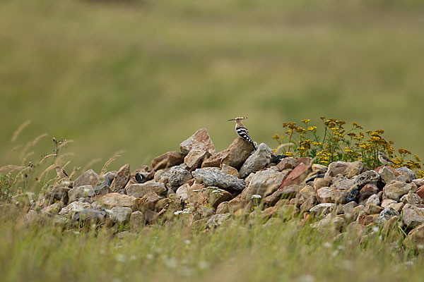 Wiedehopf (Upupa epops)