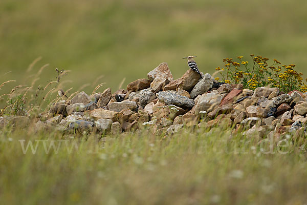 Wiedehopf (Upupa epops)