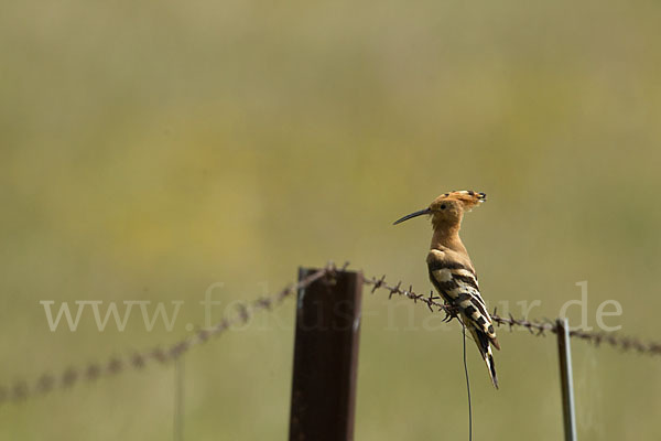 Wiedehopf (Upupa epops)