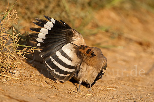 Wiedehopf (Upupa epops)