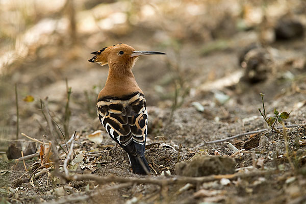 Wiedehopf (Upupa epops)