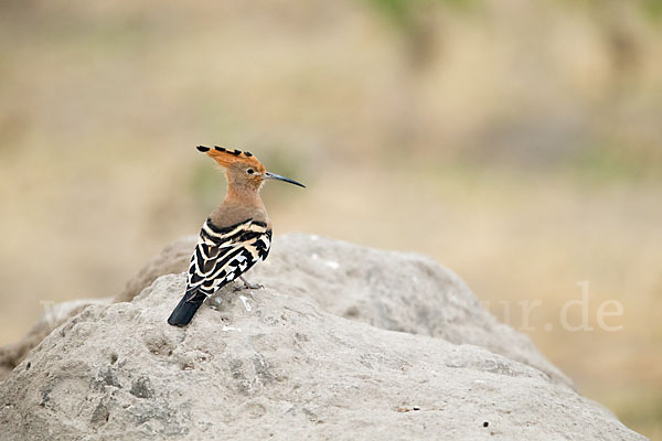 Wiedehopf (Upupa epops)