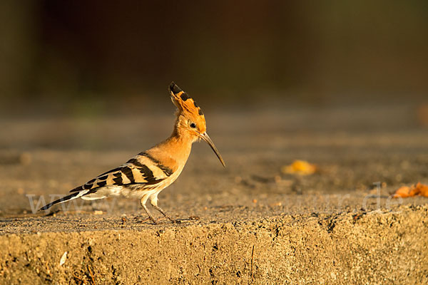 Wiedehopf (Upupa epops)