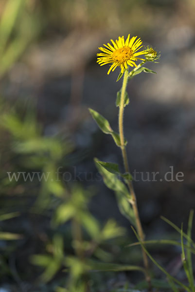 Wiesen-Alant (Inula britannica)