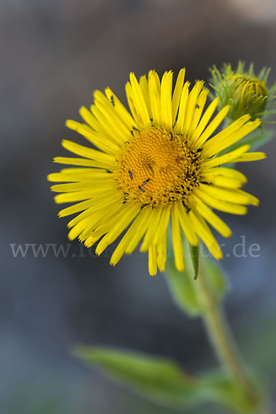 Wiesen-Alant (Inula britannica)