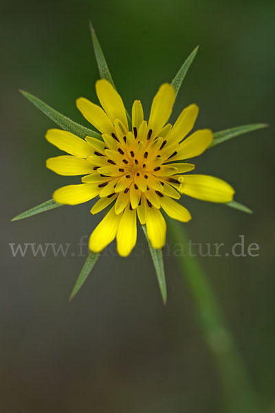 Wiesen-Bocksbart (Tragopogon pratensis)