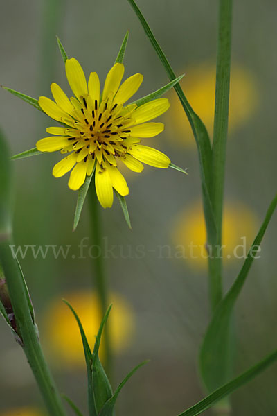 Wiesen-Bocksbart (Tragopogon pratensis)