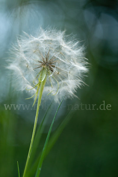 Wiesen-Bocksbart (Tragopogon pratensis)