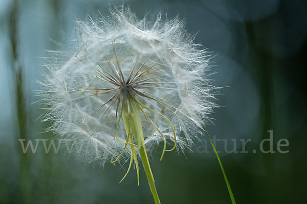 Wiesen-Bocksbart (Tragopogon pratensis)