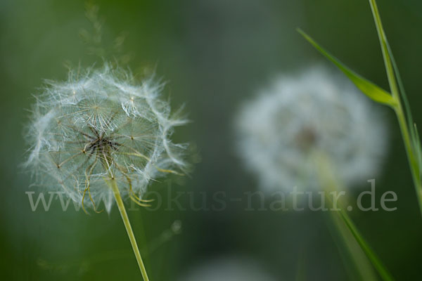 Wiesen-Bocksbart (Tragopogon pratensis)