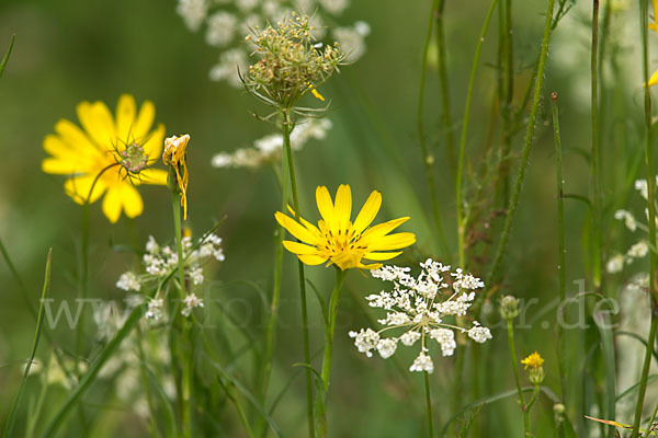 Wiesen-Bocksbart (Tragopogon pratensis)