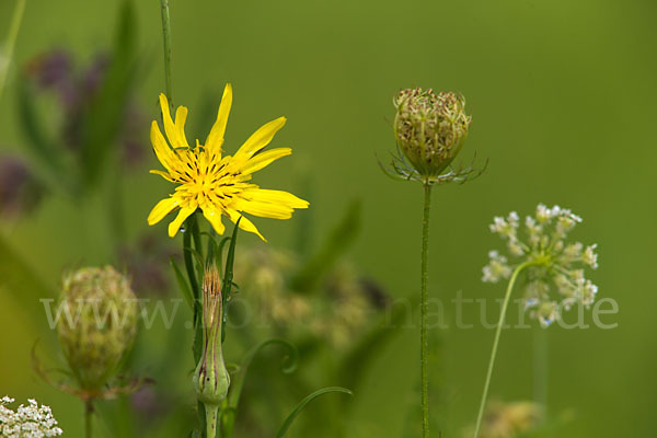 Wiesen-Bocksbart (Tragopogon pratensis)