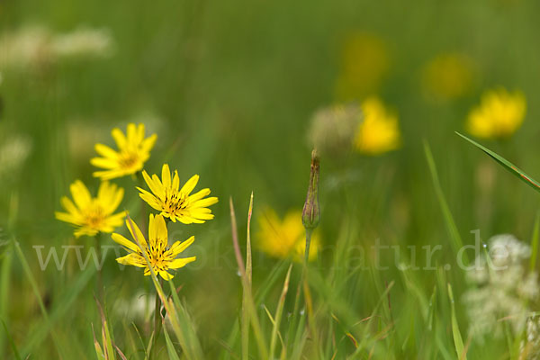 Wiesen-Bocksbart (Tragopogon pratensis)