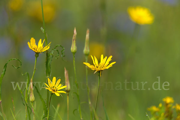 Wiesen-Bocksbart (Tragopogon pratensis)