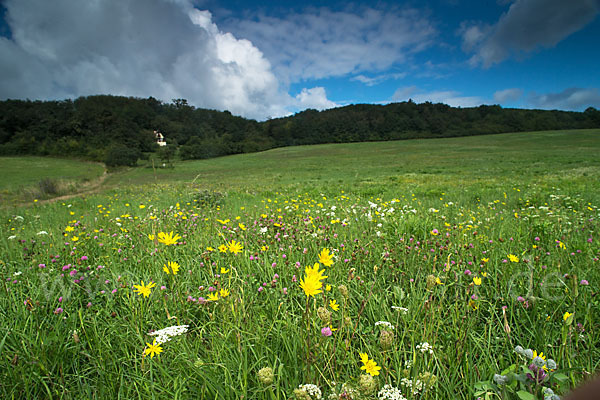 Wiesen-Bocksbart (Tragopogon pratensis)