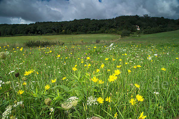 Wiesen-Bocksbart (Tragopogon pratensis)